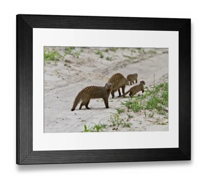 Framed Print : Family party of Banded Mongeese Framed Print : Family party of Banded Mongeese