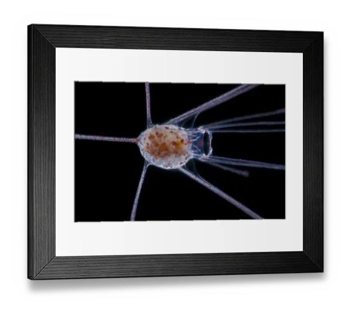 Framed Print : Echinocardium cordatum common heart urchin, late pluteus larva ventral view x20