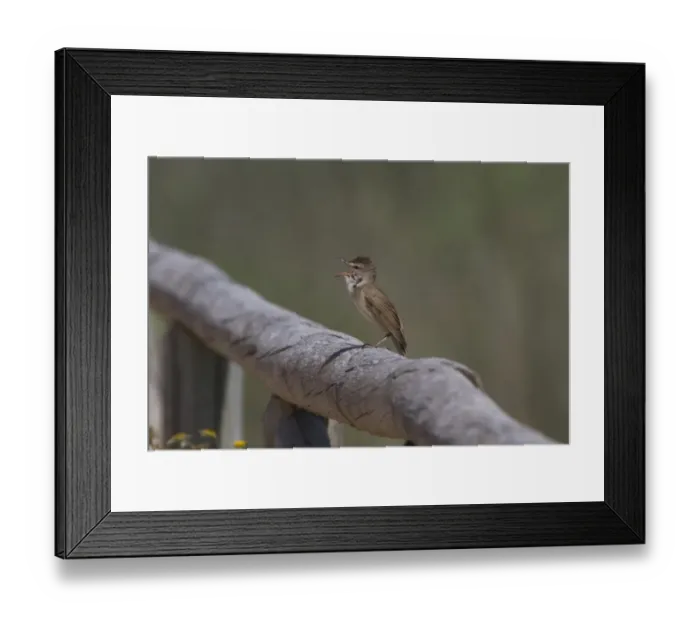 Framed Print : Great Reed Warbler singing - Coto Donana, Spain Framed Print : Great Reed Warbler singing - Coto Donana, Spain