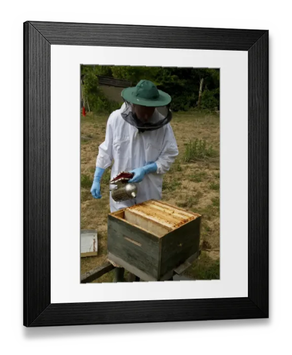 Framed Print : Using a smoker over the open brood box part of the bee hive and exposed wax frames to pacify the honey bees Framed Print : Using a smoker over the open brood box part of the bee hive and exposed wax frames to pacify the honey bees