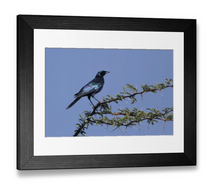 Framed Print : Burchells Starling, - at Kwara in Botswana Framed Print : Burchells Starling, - at Kwara in Botswana