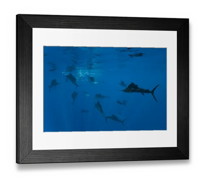 Framed Print : Atlantic Sailfish (Istiophorus albicans) group, hunting sardines in shoal, Isla Mujeres, Yucatan Peninsula