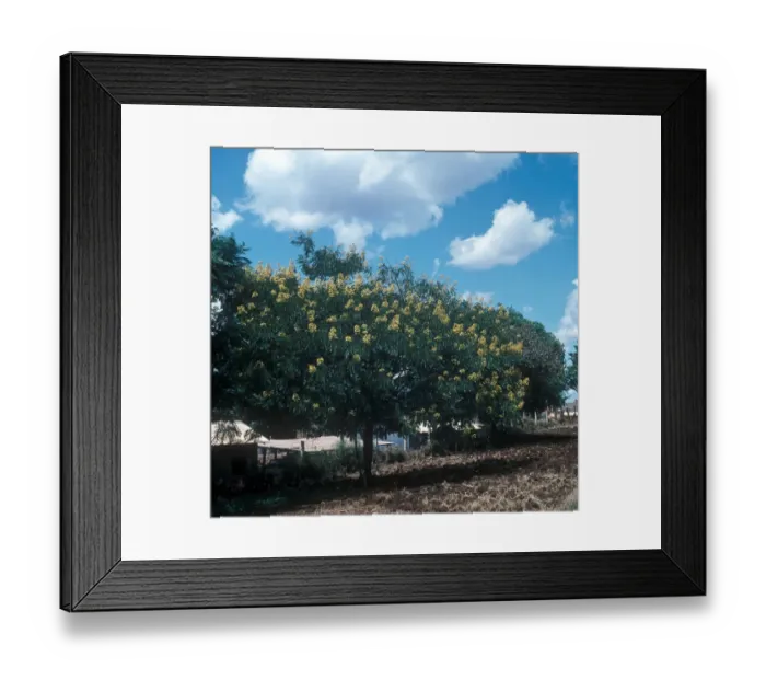 Framed Print : Senna spectabilis is a plant species of the legume family (Fabaceae) in the subfamily Caesalpinioideae Framed Print : Senna spectabilis is a plant species of the legume family (Fabaceae) in the subfamily Caesalpinioideae