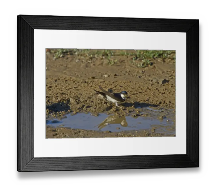 Framed Print : House Martin collect mud for nest building Framed Print : House Martin collect mud for nest building