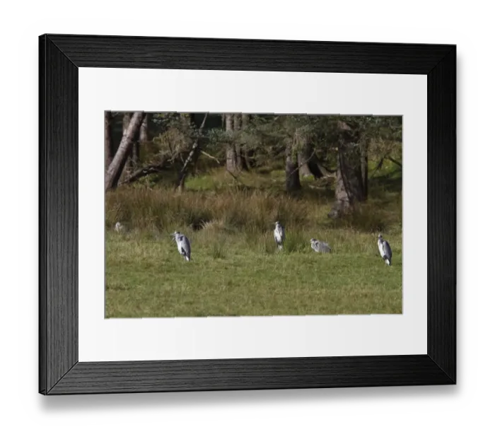 Framed Print : A group of five Grey Heron, taken on the isle of Jura Framed Print : A group of five Grey Heron, taken on the isle of Jura