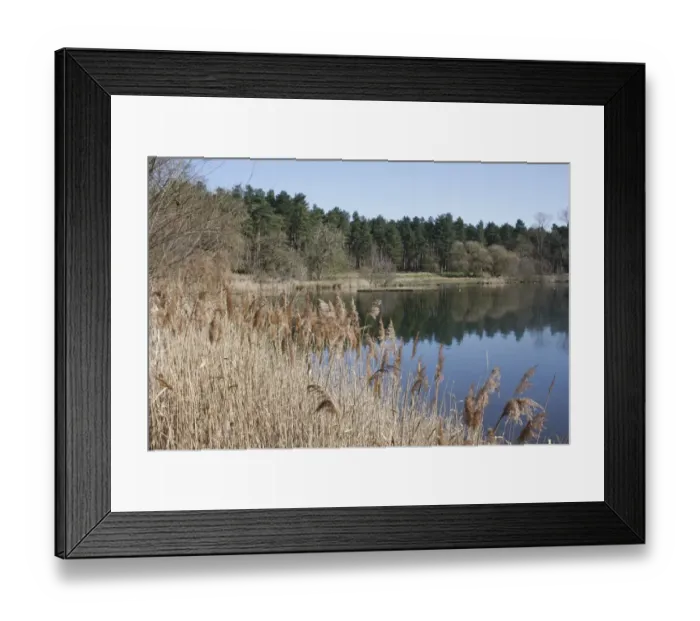 Framed Print : View of flooded former gravel pit habitat, Long Reach, Lackford Lakes Nature Reserve, Suffolk, England, march Framed Print : View of flooded former gravel pit habitat, Long Reach, Lackford Lakes Nature Reserve, Suffolk, England, march