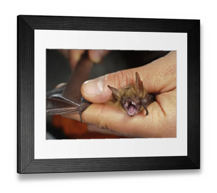 Framed Print : Researcher measuring bat trapped by harp trap for conservation studies, Italy