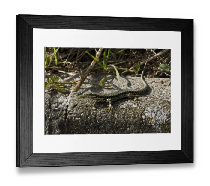 Framed Print : Common Wall Lizard taken in Jersey Framed Print : Common Wall Lizard taken in Jersey