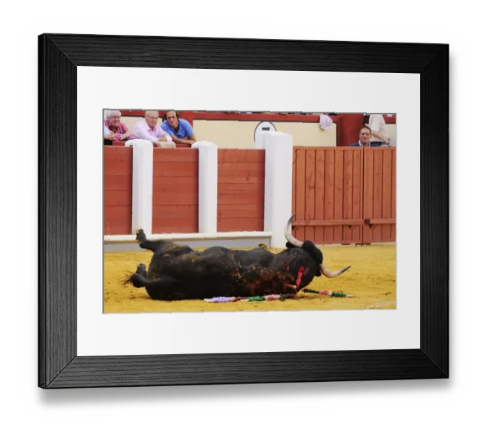 Framed Print : Bullfighting, bull dying after being impaled with sword in bullring, Tercio de muerte stage of bullfight, Spain Framed Print : Bullfighting, bull dying after being impaled with sword in bullring, Tercio de muerte stage of bullfight, Spain