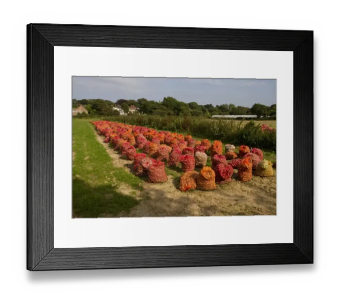 Framed Print : Sacks daffodil bulbs in a Jersey Island field