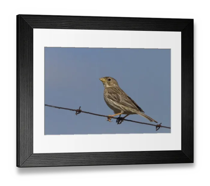 Framed Print : Corn Bunting sitting on wire fence. Taken in Spain Framed Print : Corn Bunting sitting on wire fence. Taken in Spain