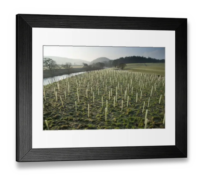 Framed Print : Newly planted tree saplings protected with plastic sleeves, planted on riverbank habitat, River Hodder, Whitewell Framed Print : Newly planted tree saplings protected with plastic sleeves, planted on riverbank habitat, River Hodder, Whitewell