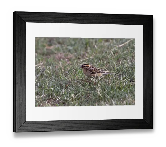 Framed Print : Pin tailed Whydah female - South Africa Framed Print : Pin tailed Whydah female - South Africa