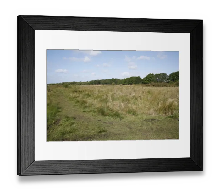 Framed Print : View of rushes growing in river valley fen habitat, Redgrave and Lopham Fen N. N. R