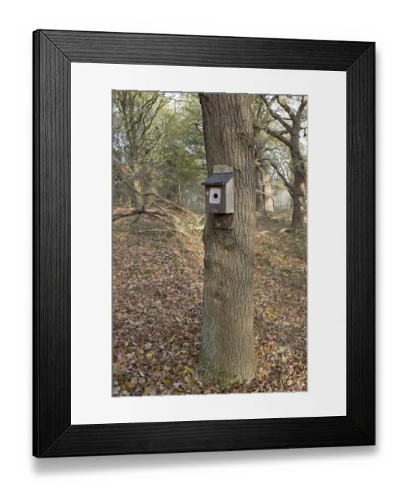 Framed Print : Nestbox with metal plate to protect from predators, fixed to tree trunk in woodland, Minsmere RSPB Reserve, Suffolk Framed Print : Nestbox with metal plate to protect from predators, fixed to tree trunk in woodland, Minsmere RSPB Reserve, Suffolk