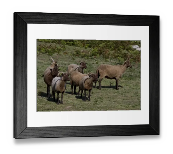 Framed Print : Manx Loaghtan breed of sheep reintroduced to Jersey#s northern coast Framed Print : Manx Loaghtan breed of sheep reintroduced to Jersey#s northern coast