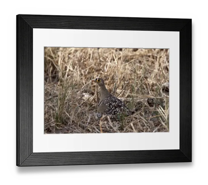 Framed Print : Male Double banded sandgrouse - Botswana Framed Print : Male Double banded sandgrouse - Botswana