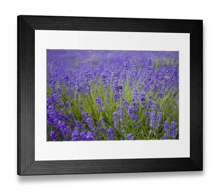 Framed Print : Lavender (Lavandula sp. ) crop, flowering in field, Cotswolds, Gloucestershire, England, june Framed Print : Lavender (Lavandula sp. ) crop, flowering in field, Cotswolds, Gloucestershire, England, june