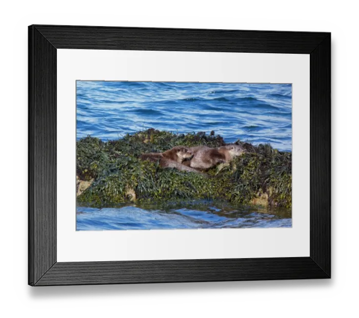 Framed Print : Two Otters on Egg Wrack seaweed - isle of Jura, Scotland Framed Print : Two Otters on Egg Wrack seaweed - isle of Jura, Scotland