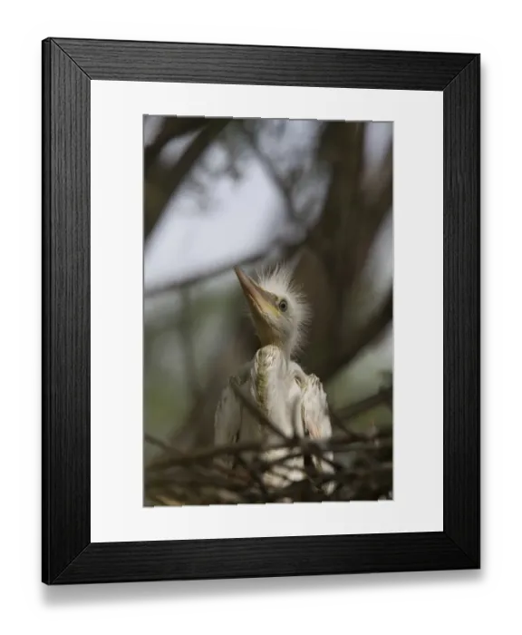 Framed Print : Young Cattle Egret on nest Framed Print : Young Cattle Egret on nest