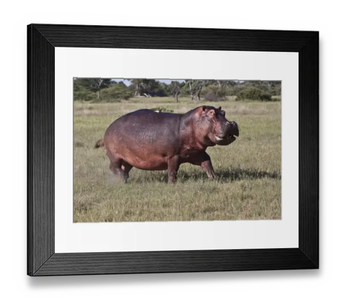 Framed Print : Running Hippo with Oxpecker