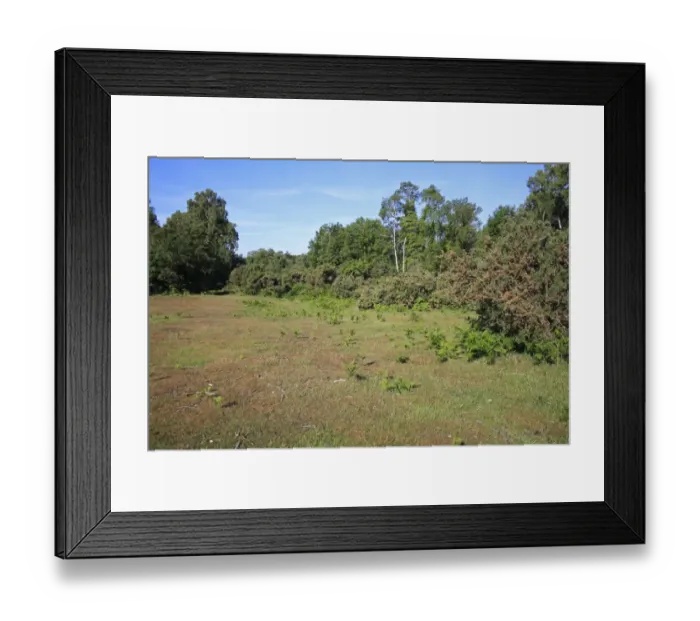 Framed Print : View of heathland at edge of valley fen reserve habitat, Market Weston Fen, Market Weston, Little Ouse Valley, Suffolk Framed Print : View of heathland at edge of valley fen reserve habitat, Market Weston Fen, Market Weston, Little Ouse Valley, Suffolk