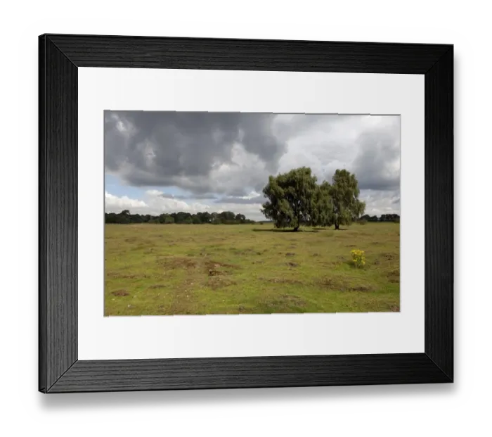 Framed Print : View of breckland heath habitat, East Wretham Heath Nature Reserve, Norfolk, England, august Framed Print : View of breckland heath habitat, East Wretham Heath Nature Reserve, Norfolk, England, august