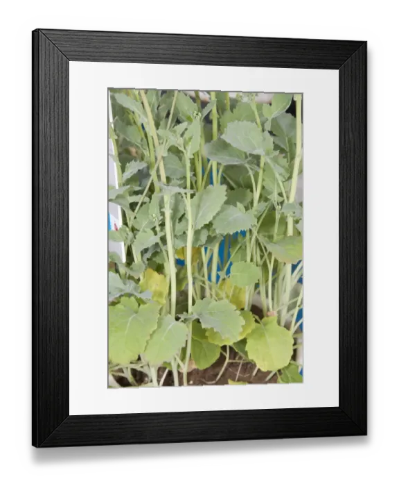Framed Print : Oilseed Rape (Brassica napus) phosphorus deficiency, close-up of leaves Framed Print : Oilseed Rape (Brassica napus) phosphorus deficiency, close-up of leaves