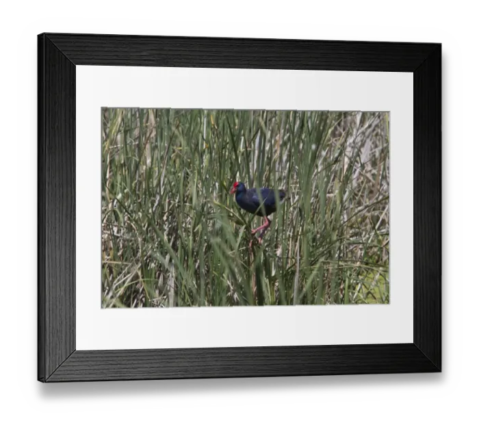 Framed Print : Purple Swamphen in Marsh habitat, Coto Donana, Spain Framed Print : Purple Swamphen in Marsh habitat, Coto Donana, Spain