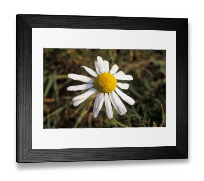 Framed Print : Scentless Mayweed - Tripleurospermum inodorum Framed Print : Scentless Mayweed - Tripleurospermum inodorum