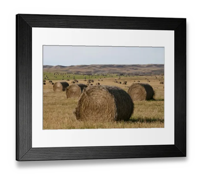 Framed Print : Round bales of hay on prairie, Southern Saskatchewan, Canada, october Framed Print : Round bales of hay on prairie, Southern Saskatchewan, Canada, october