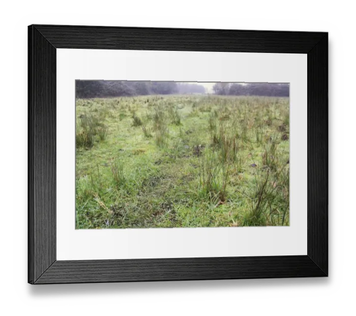 Framed Print : Wet grazing meadow with rushes in mist, River Black Bourn, Grove Farm Reserve, Thurston, Suffolk, England, november Framed Print : Wet grazing meadow with rushes in mist, River Black Bourn, Grove Farm Reserve, Thurston, Suffolk, England, november