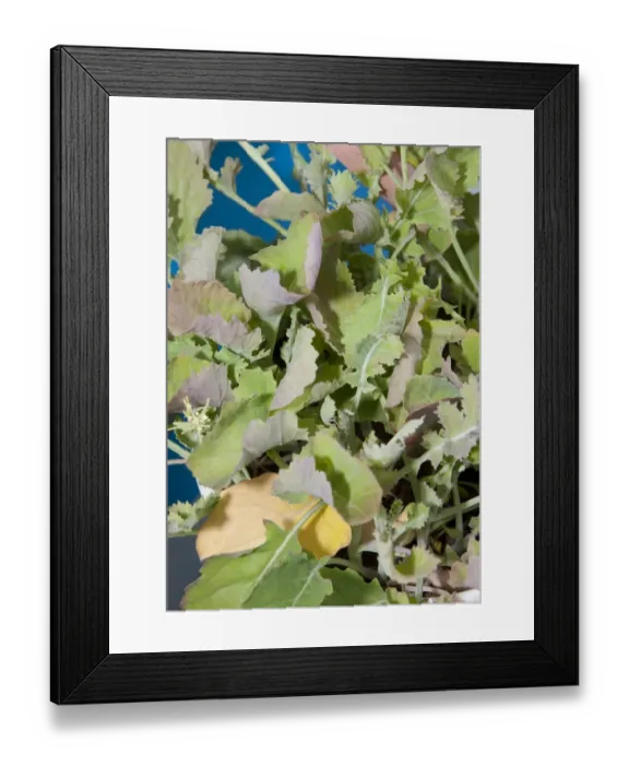 Framed Print : Oilseed Rape (Brassica napus) sulphur deficiency, close-up of leaves Framed Print : Oilseed Rape (Brassica napus) sulphur deficiency, close-up of leaves