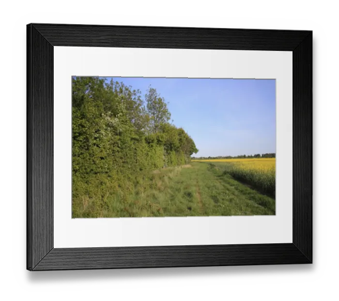 Framed Print : Headland set-a-side strip between hedgerow and Oilseed Rape (Brassica napus) crop, Bacton, Suffolk, England, may Framed Print : Headland set-a-side strip between hedgerow and Oilseed Rape (Brassica napus) crop, Bacton, Suffolk, England, may