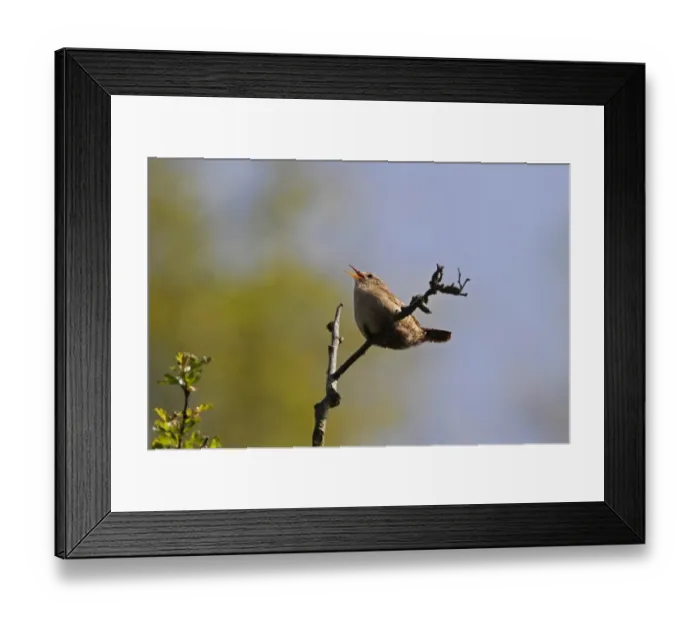 Framed Print : Wren singing Framed Print : Wren singing