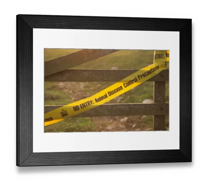 Framed Print : No Entry, Animal Disease Control Precautions tape, on farm gate in restricted disease area Framed Print : No Entry, Animal Disease Control Precautions tape, on farm gate in restricted disease area