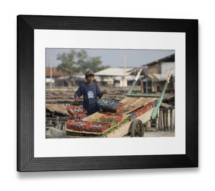 Framed Print : Man lifting fish in baskets from cart to put on mats to dry, Muara Karang, Jakarta, Java, Indonesia Framed Print : Man lifting fish in baskets from cart to put on mats to dry, Muara Karang, Jakarta, Java, Indonesia