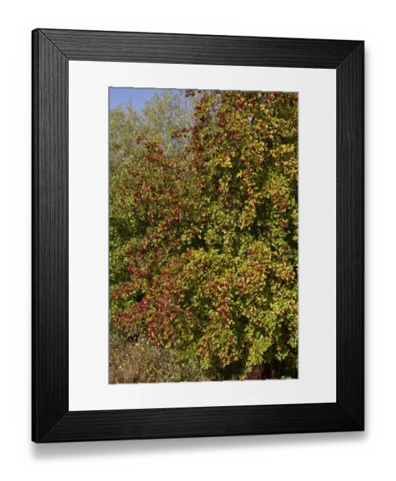 Framed Print : Common Hawthorn in early autumn, lots of berries Framed Print : Common Hawthorn in early autumn, lots of berries