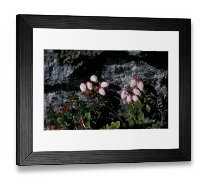 Framed Print : Mountain Heather, Menziesia - Phyllodoce caerulea, Norway Framed Print : Mountain Heather, Menziesia - Phyllodoce caerulea, Norway