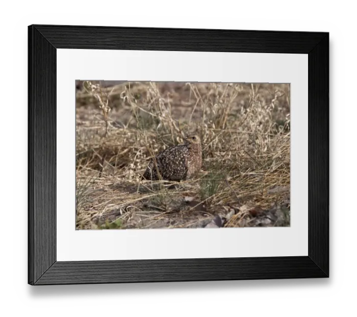 Framed Print : burchells sandgrouse female Framed Print : burchells sandgrouse female