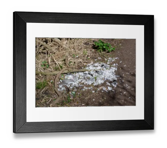 Framed Print : Wood pigeon dead adult, killed, plucked and eaten by raptor Framed Print : Wood pigeon dead adult, killed, plucked and eaten by raptor