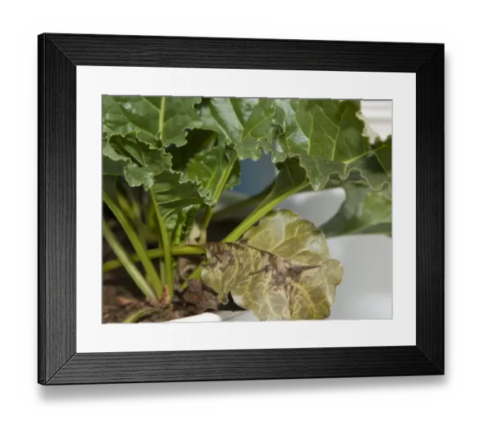 Framed Print : Sugar Beet (Beta vulgaris) phosphorus deficiency, close-up of leaves Framed Print : Sugar Beet (Beta vulgaris) phosphorus deficiency, close-up of leaves