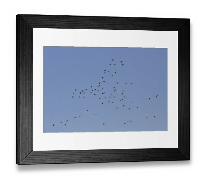 Framed Print : Great Skua (Stercorarius skua) two adults, in flight, fighting, Shetland Islands, Scotland, June Framed Print : Great Skua (Stercorarius skua) two adults, in flight, fighting, Shetland Islands, Scotland, June