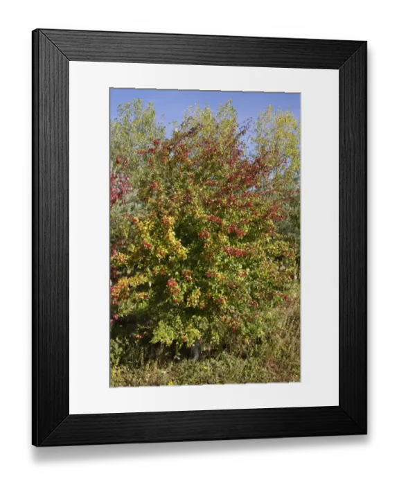 Framed Print : Common Hawthorn in early autumn