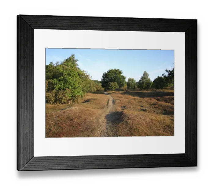 Framed Print : View of track through undulating heathland reserve habitat, Wortham Ling, Upper Waveney Valley, Suffolk, England, june