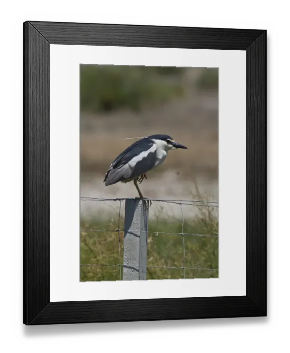 Framed Print : Black crowned night Heron adult on fence post - Coto Donana, Spain Framed Print : Black crowned night Heron adult on fence post - Coto Donana, Spain