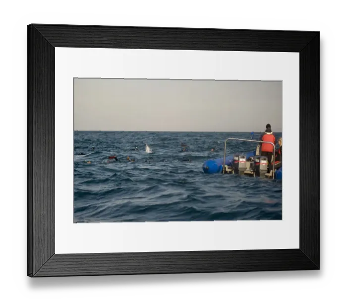 Framed Print : Tourists snorkelling over and watching underwater baitball, with inflatable boat nearby, offshore Port St Framed Print : Tourists snorkelling over and watching underwater baitball, with inflatable boat nearby, offshore Port St
