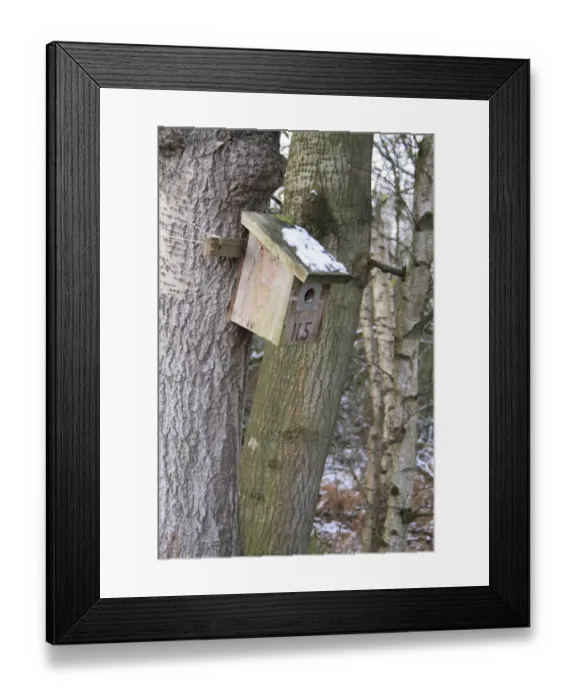 Framed Print : Wooden nestbox fixed to tree trunk, in snow covered woodland at edge of river valley fen Framed Print : Wooden nestbox fixed to tree trunk, in snow covered woodland at edge of river valley fen