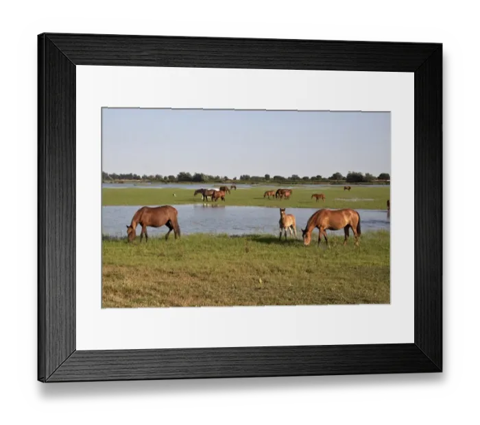 Framed Print : Wild Andalusian horse roam marshes at El Rocio Framed Print : Wild Andalusian horse roam marshes at El Rocio