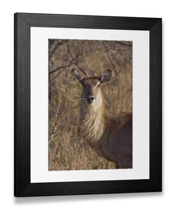 Framed Print : Common Waterbuck female Framed Print : Common Waterbuck female